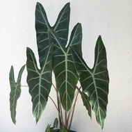 Alocasia longiloba ว่านพญางูจงอาง (ป้องกันงูเข้าบ้าน พิษงูต่างๆ)