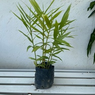 TA Bonglai Kuning (S)