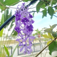 15pcs Biji Benih Pokok Bunga Petrea Volubilis (Purple Sandpaper Vine) Seeds Pokok Bunga Menjalar Bunga Taman Cantik Lawa