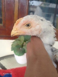 Ayam Shamo Ekor Lidi Tulangan Besar Panjng Materi Ternak Ayam Kontes