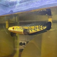 Ikan Channa 19-20Cm Chana Maru Yellow Sentarum / Channa Ys 19-20 Cm