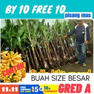 ANAK BENIH PISANG EMAS👉💥BENIH TERBAIK DARI LADANG.BUAH BESAR DAN MANIS