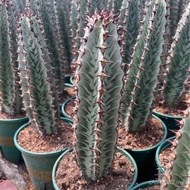 Sasheng Wholesale Cactus Cactus Cactus Cactus Base Succulents Cactus Zebra 10OT