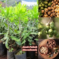 Anak Pokok Kacang Macadamia Varieti Pokok Yang Membawa Keuntungan Ekonomi Amat Tinggi Buah dengan ce