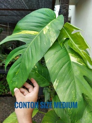 monstera Epipremnum varigata kuning