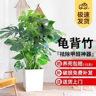 Monstera Large Large Large Large Old Pile Clumps Indoor Outdoor Living Room Bedroom Green Plants Flo