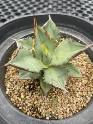 Augustfame - Agave Titanota Tower Of Bable 小岛白刺 龙舌兰 succulent