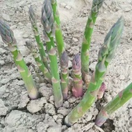 Asparagus roots akar seedling芦笋根苗快速生笋 READY STOCK
