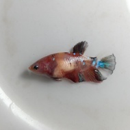 Ikan Cupang Female Betina Nemo Galaxy MultiColor Siap Breed BWW-082