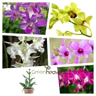  Live Plant Dendrobium Orchid Flower Plants Pokok Bunga Orkid Dendro 兰花