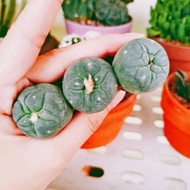 🌵Seedling 2.7-3.2cm Lophophora 银冠玉鱼实生Imported Succulent Cactus