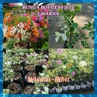 Bunga hias/bunga kertas bougenville 5 warna ♦♦
