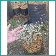 ★ ▦ ┤ VARIEGATED AFRICAN TALISAY PLANT (SMALL)