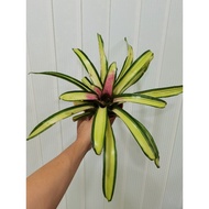 bromeliad neoregelia Ardie