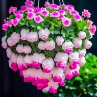 🌱🌱Begonia flower seeds, Begonia seeds, Begonia seeds, ornamental flowers, sea of ​​flowers, four-sea