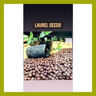 ◷ ❡ ✿ Laurel Bayleaf Seeds for Planting high germination Rate