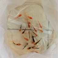 pakan /bibit ikan koi blitar size 4-5cm paket 28 ekor