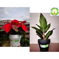 (16cm) Baba BI-FL-160 Biodegradable Flower Pot (Plants are not included)