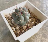 天晃 4寸盆 仙人掌 觀賞植物 盆栽