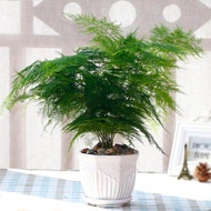 LOCAL READY STOCK-50 Pcs Asparagus Fern Seeds (Asparagus Setaceus) Mini Office Plants Clean The Air Small Bamboo Bonsai