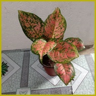 ✢ ◎ ∠ Pink Valentine Aglaonema