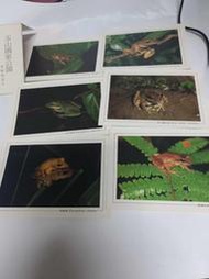 美美書房 玉山國家公園 青蛙 明信片 6張合售懷舊古早收藏 位編21