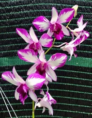 HOA LAN DENRO PINK XƯA XỔ 5%