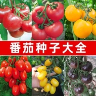 ⭐10.7 Small Tomato Seeds Millennium Virgin Fruit Tomato Seeds