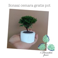 Bonsai cemara hinoki mini gratis pot