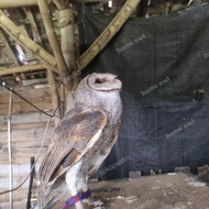 Tyto alba burung hantu Barn owl (ECER) (SRY7)