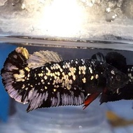 Ikan cupang avatar cooper female Top Grade siap breed