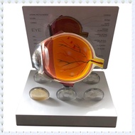(JHWU) Eyeball Model Human Eye Demonstration Glaucoma Cataract Anatomy Medical Teaching Tool Eyeball