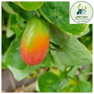 2 x Keratan (Tanam Dalam Pasu) Pepasan, Papasan, Timun Padang, Timun Merah, Timun Tikus, Ivy Gourd (