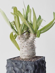 實生象牙宮｜Pachypodium rosulatum var. gracilius ｜———｜塊根植物｜象牙宮｜龜甲龍｜曲刺妖炎｜橄欖｜象足漆樹｜多肉植物｜龍舌蘭｜嚴龍｜