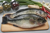 山泉鱸魚