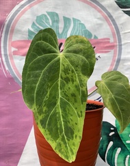 Anthurium magnificum verde variegata kuping gajah verde varigata