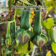 ถั่วกาหยี เมล็ดพันธุ์ถั่วกาหยี Dialium Indum Seeds ถั่วท้ายล่อ บรรจุ 3 เมล็ด