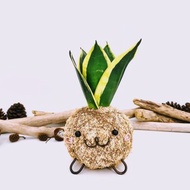 創意苔球│金剛虎尾蘭│室內植物│陽台植物│觀葉植物