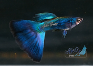 🐟Ajelis Guppy🐟 Moscow Blue Guppy 莫蓝蓝尾孔雀鱼 - Aquarium Ornamental Fish Tuxedo Guppy Ikan Hiasan 孔雀鱼 大尾巴