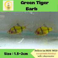 Neon Green Tiger Barb Fish / freshwater/ Live Fish 荧光青虎