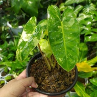 Philodendron Burlemarx Variegata Batang Orange Stang Orange Rimbun