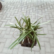 Vanda Ascocentrum Miniatum Pot Vanda Bunga Anggrek Vanda Species