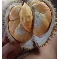 Pokok Durian D99 Saiz 3 Kaki