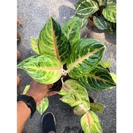 Aglaonema Golden Siam