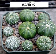 [ถูกที่สุด] แอสโตรไฟตัม Astrophytum, cactus ,succulent กระบองเพชร แคคตัส ไม้อวบน้ำ