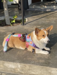 สายรัดตัวสุนัขรุ่น FLY HARNESS