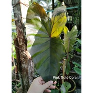 [Ready Stock] Pink Gold Coral Colocasia