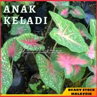 Anak Pokok Keladi Hiasan Caladium | Red Star | Syngonium Keladi Viral