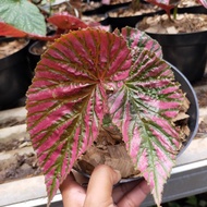 Tanaman hias begonia rex walet pink NEW