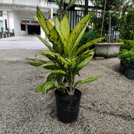 90s Greenovation Live Plant Dieffenbachia Starbright 星光万年青 P180